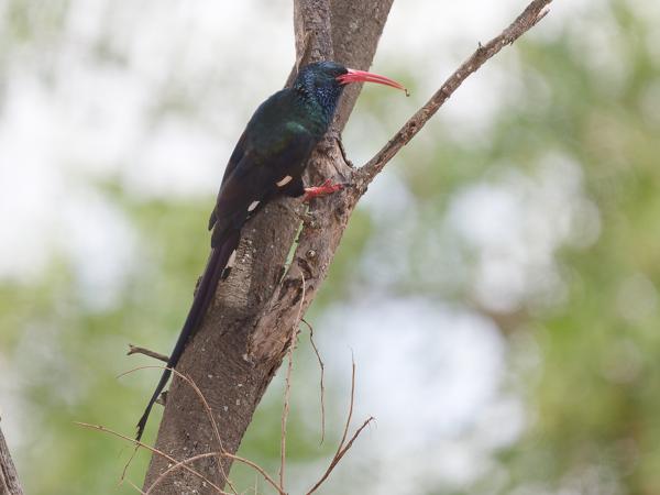 <h3><a href="/trips/tanzania/biota/animalia/chordata/aves/038 bucerotiformes/002 phoeniculidae/phoeniculus purpureus/phoeniculus purpureus-nl.html">Phoeniculus&nbsp;purpureus</a> / Green&nbsp;wood&nbsp;hoopoe / Groene&nbsp;kakelaar</h3>OM-1 Mark II met OLYMPUS M.150-400mm F4.5, 1/2000 sec  bij F4.5, ISO 1000, afstand 18.4&nbsp;m